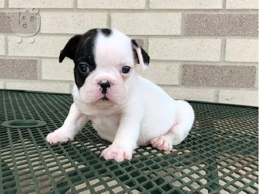 PoulaTo: AKC quality French Bulldog Puppy for free adoption!!!